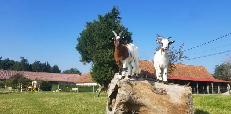 mini ferme gites du Domaine de Beauvois